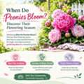 When Do Peonies Bloom? Discover Their Flowering Season