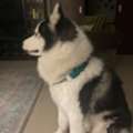 SAR 4000,  Purebred Alaskan Malamute For Sale &ndash; Rare Heterochromia Eyes
