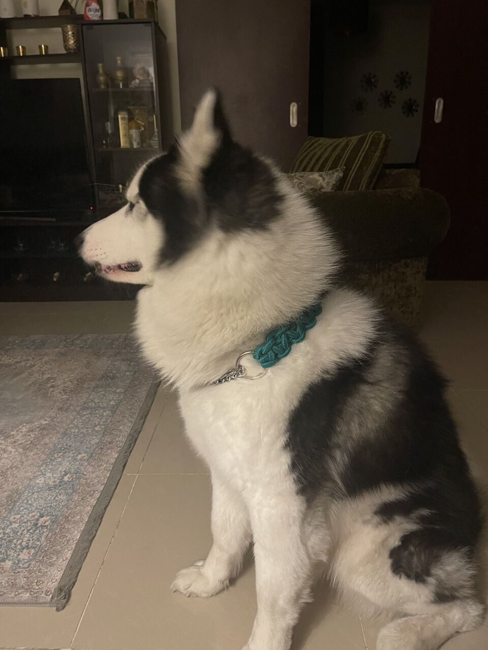 Khobar, Pet Supplies, SAR 4000,  Purebred Alaskan Malamute For Sale &ndash; Rare Heterochromia Eyes