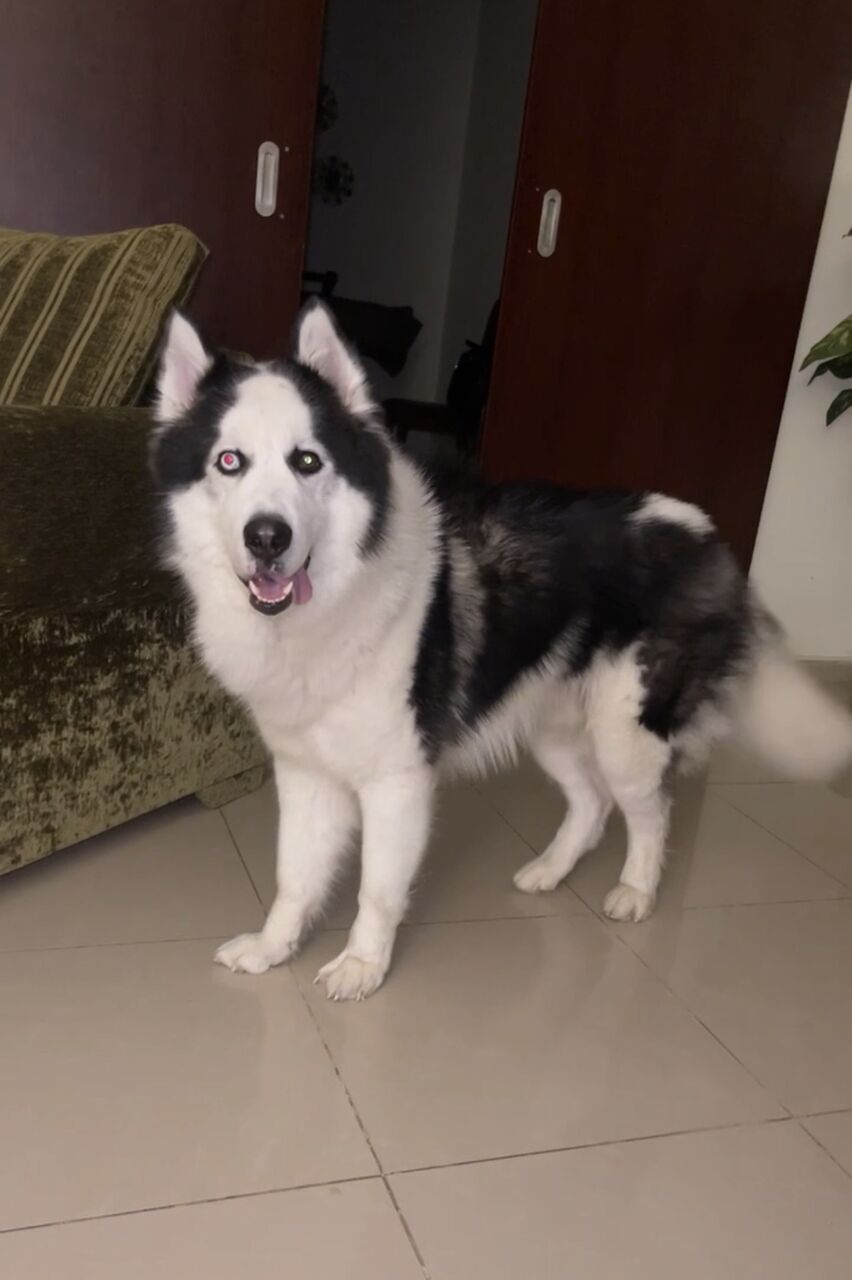 Khobar, Pet Supplies, SAR 4000,  Purebred Alaskan Malamute For Sale &ndash; Rare Heterochromia Eyes