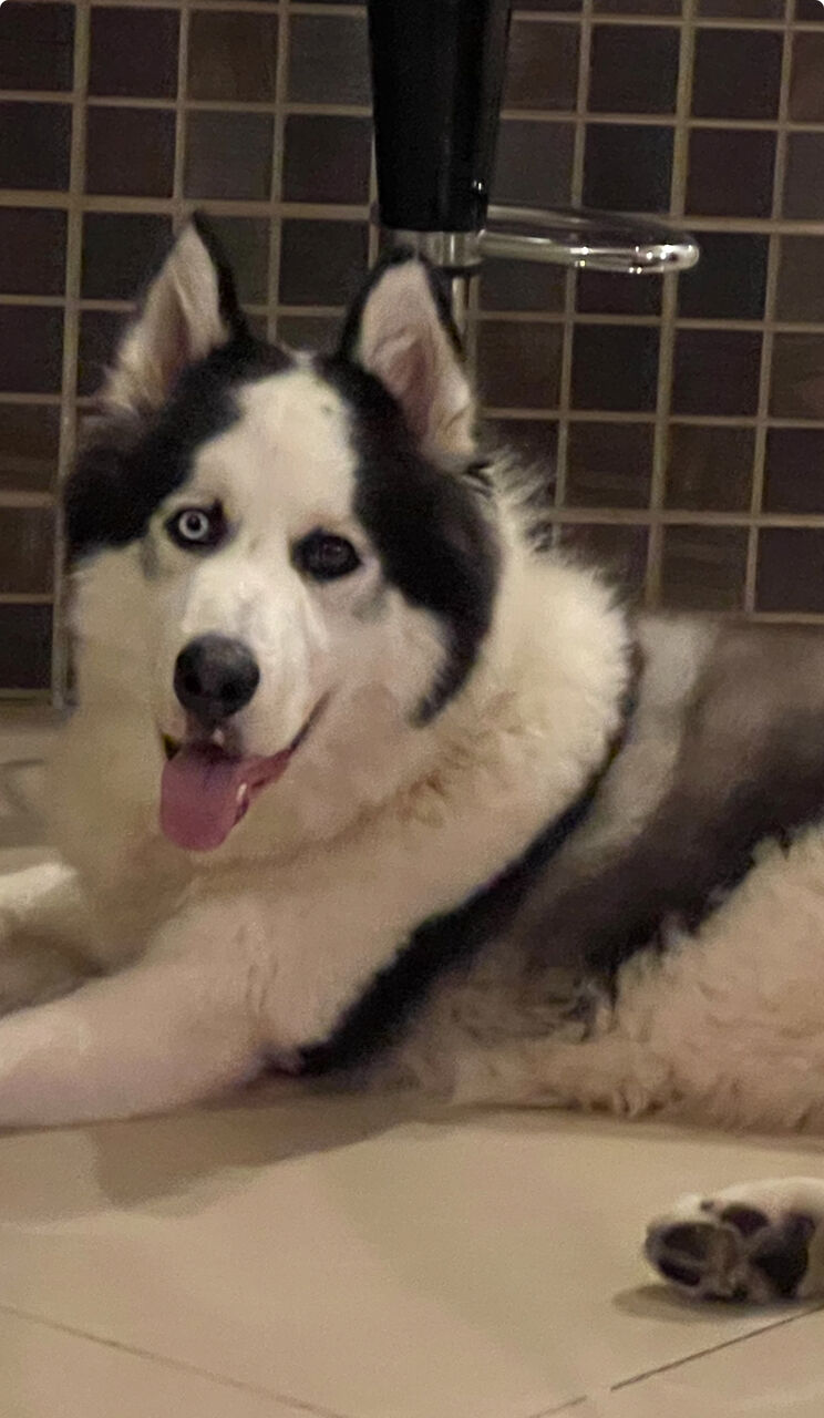 Khobar, Pet Supplies, SAR 4000,  Purebred Alaskan Malamute For Sale &ndash; Rare Heterochromia Eyes