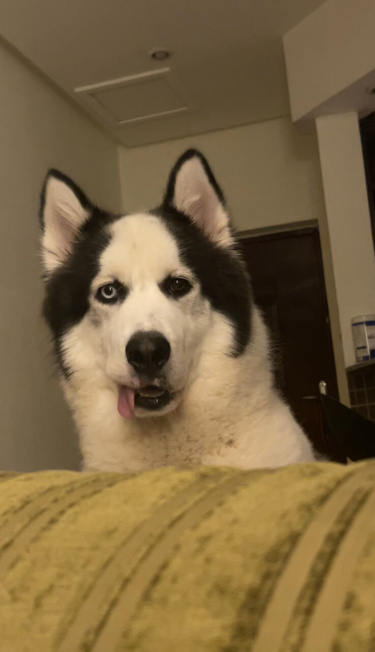 Khobar, Pet Supplies, SAR 4000,  Purebred Alaskan Malamute For Sale &ndash; Rare Heterochromia Eyes