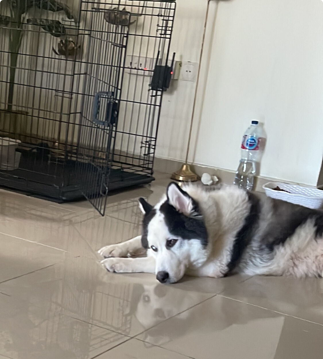 Khobar, Pet Supplies, SAR 4000,  Purebred Alaskan Malamute For Sale &ndash; Rare Heterochromia Eyes