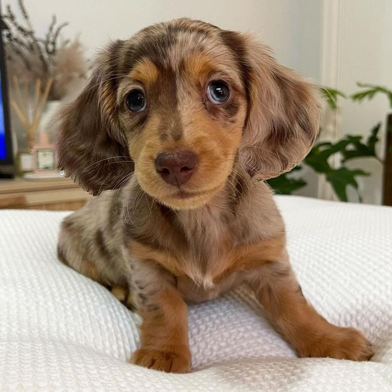Ahmadi, Pet Adoption, Adorable 12 Weeks Old Dachshund Puppy