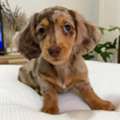 Adorable 12 Weeks Old Dachshund Puppy