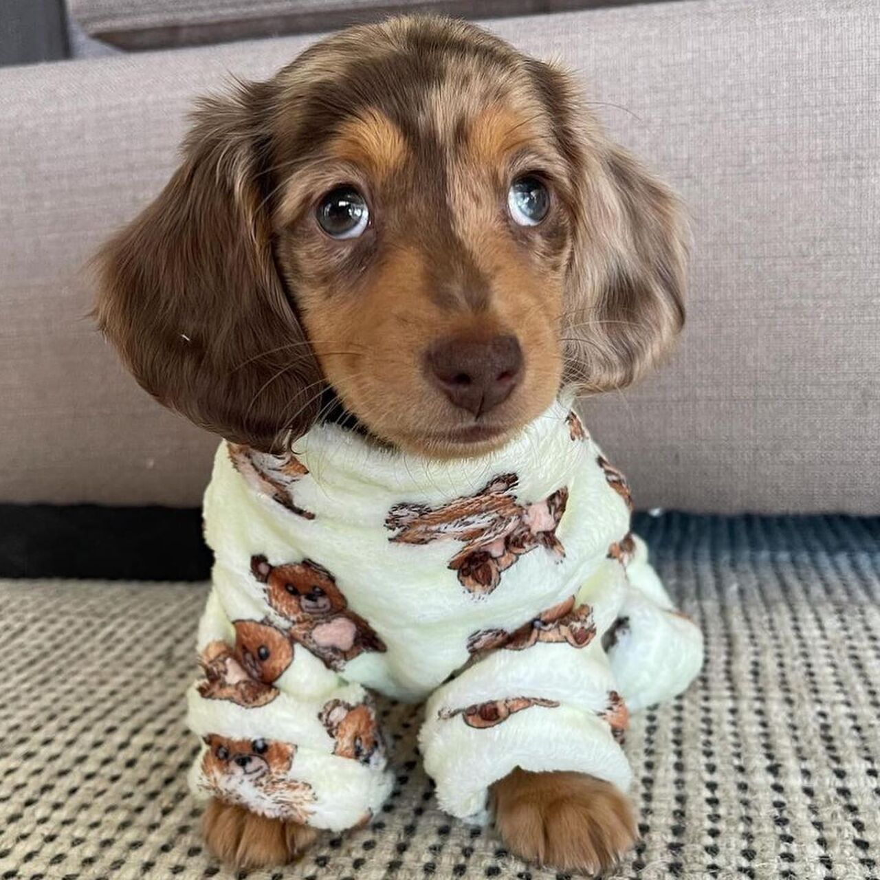 Ahmadi, Pet Adoption, Adorable 12 Weeks Old Dachshund Puppy