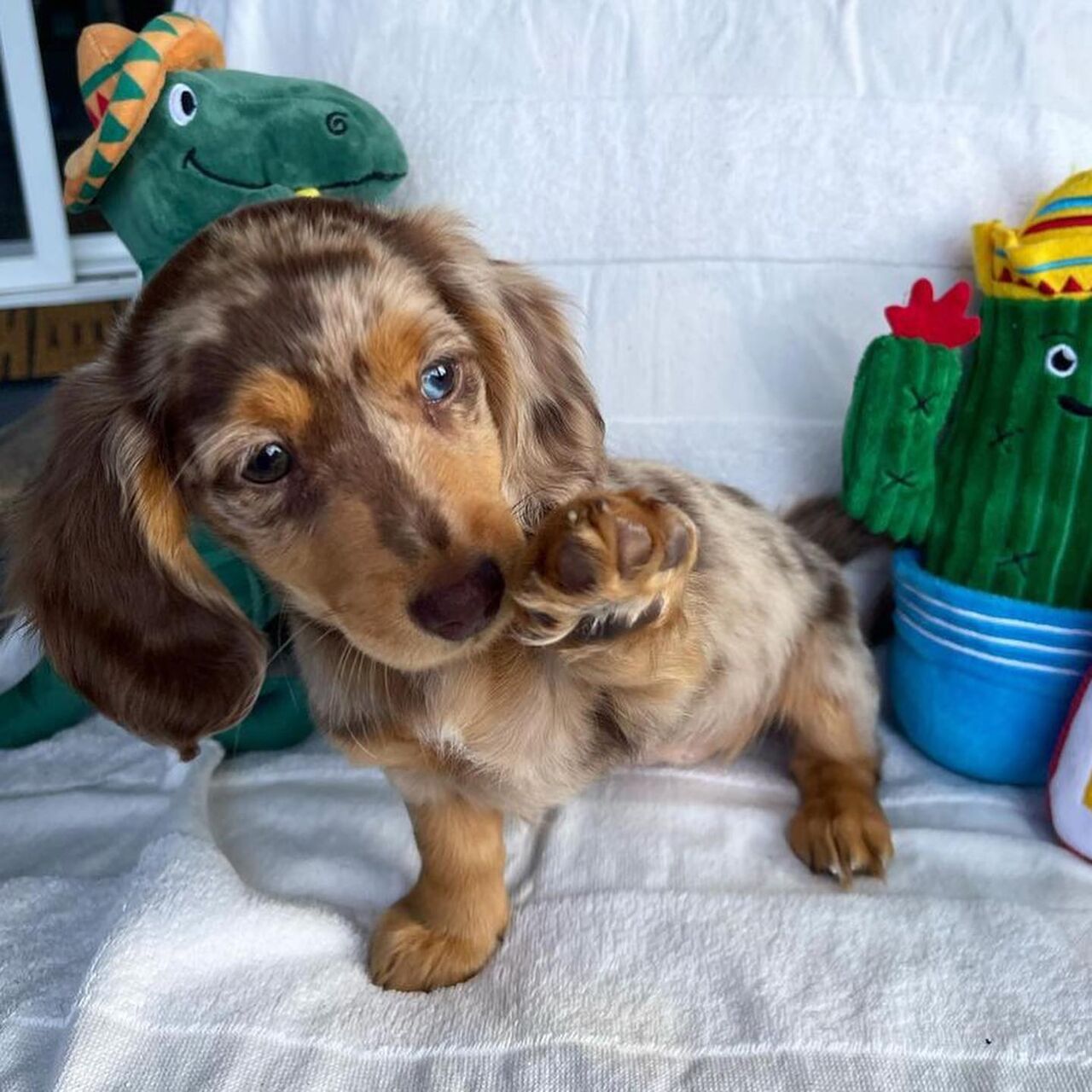 Ahmadi, Pet Adoption, Adorable 12 Weeks Old Dachshund Puppy