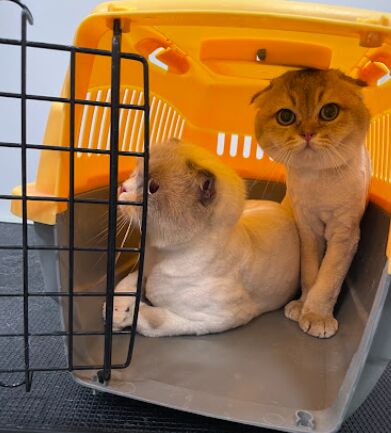 Abu Dhabi, Beautician, GroomRoom