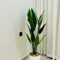 SAR 40,  Artificial Plant