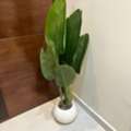 SAR 40,  Artificial Plant