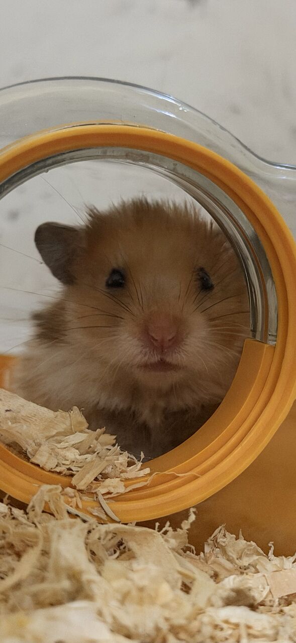 Jeddah, Pet Supplies, SAR 20,  Hamsters For Sale In Jeddah 🐹
