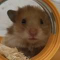 SAR 20,  Hamsters For Sale In Jeddah 🐹