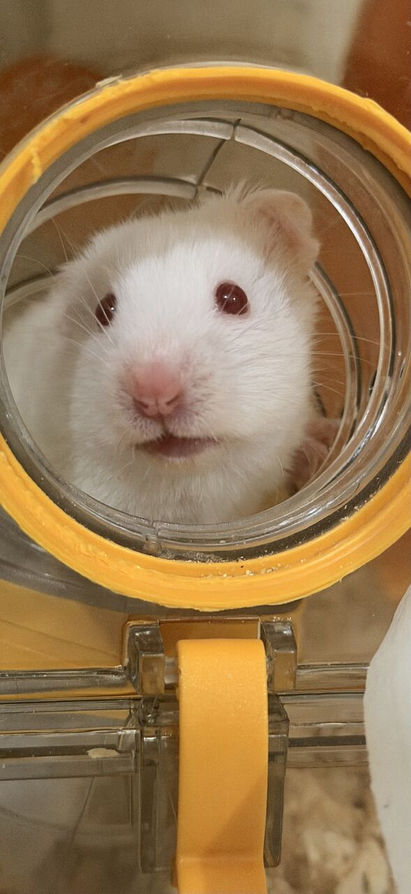 Jeddah, Pet Supplies, SAR 20,  Hamsters For Sale In Jeddah 🐹