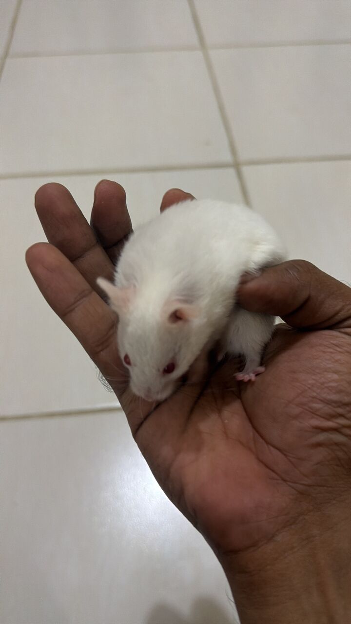 Jeddah, Pet Supplies, SAR 20,  Hamsters For Sale In Jeddah 🐹