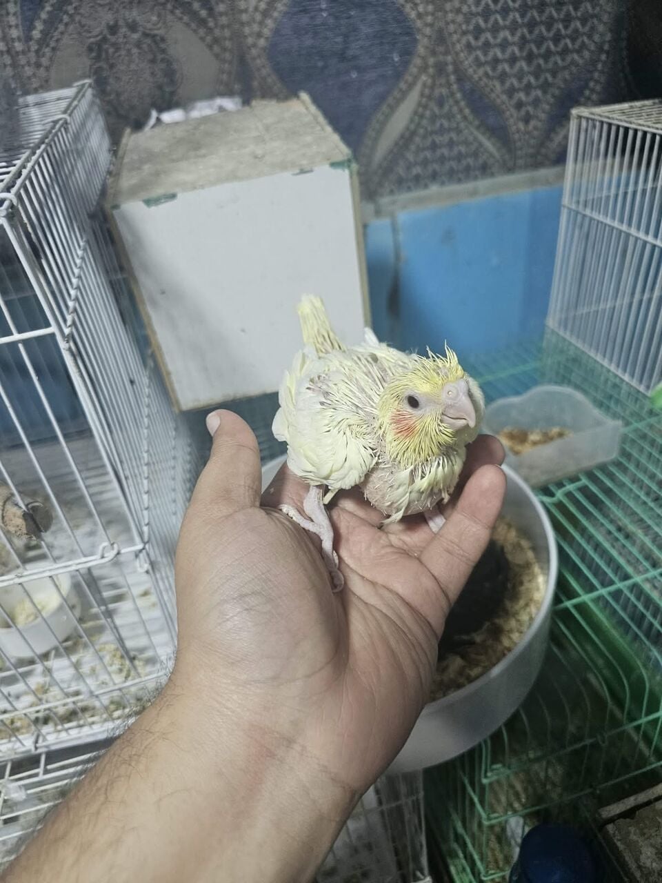 Riyadh, Pet Supplies, SAR 175,  COCKTAIL BAIES CHICKS KARAWAN PARROTS BIRD