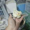 SAR 175,  COCKTAIL BAIES CHICKS KARAWAN PARROTS BIRD