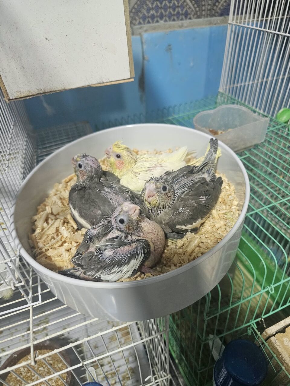 Riyadh, Pet Supplies, SAR 175,  COCKTAIL BAIES CHICKS KARAWAN PARROTS BIRD