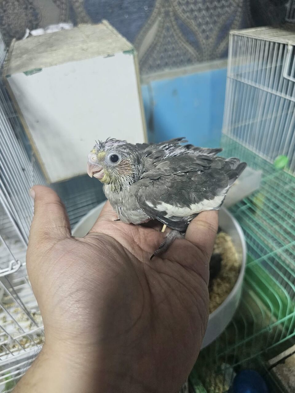 Riyadh, Pet Supplies, SAR 175,  COCKTAIL BAIES CHICKS KARAWAN PARROTS BIRD
