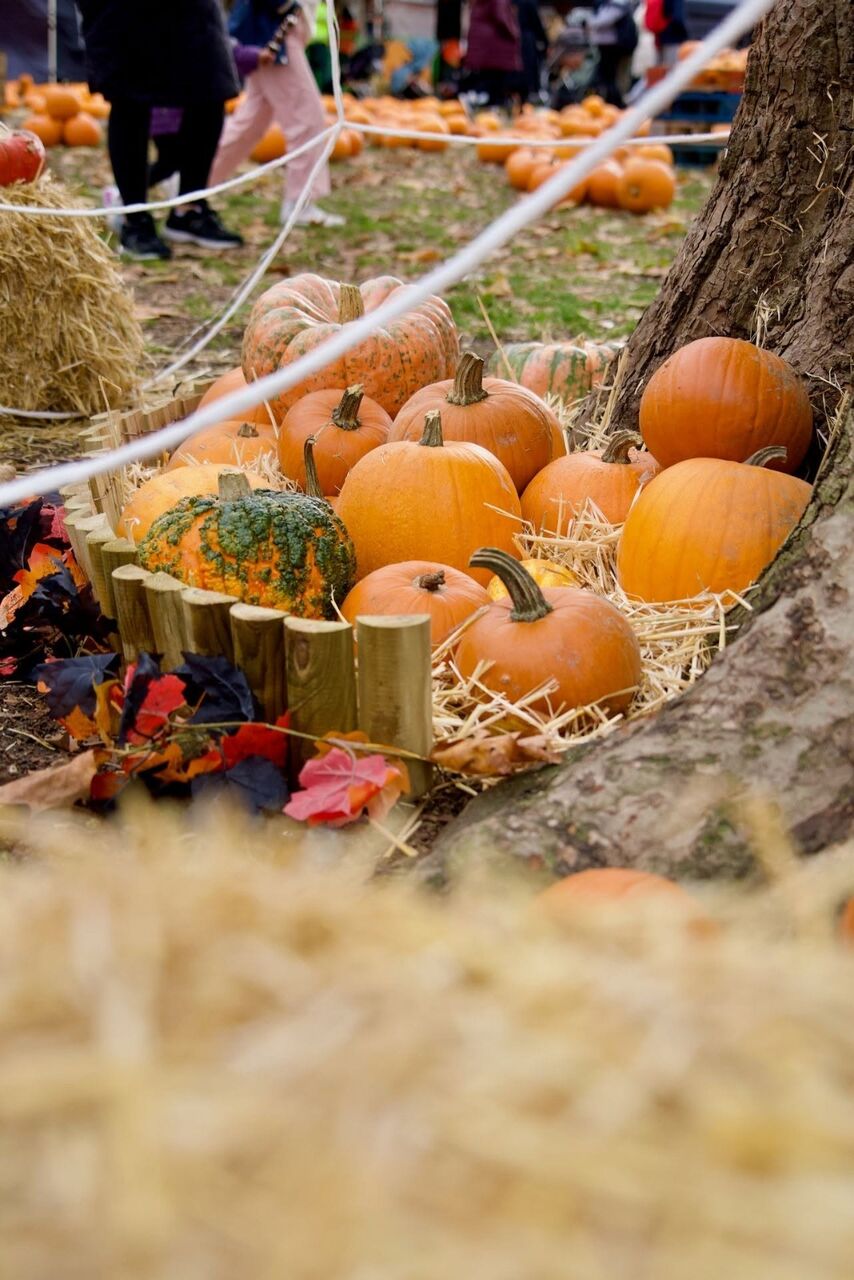 London, Business, London Pumpkin Patch