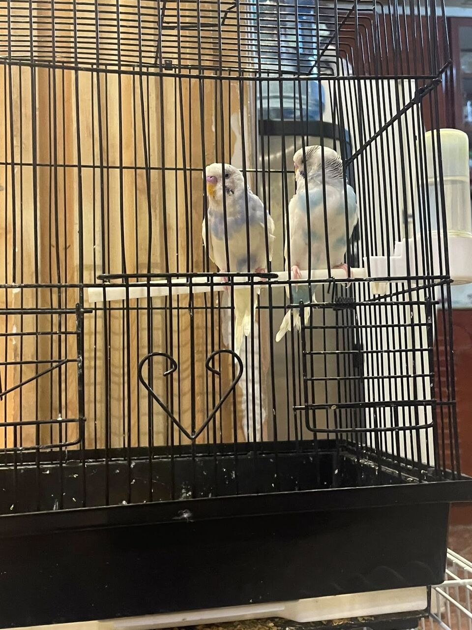 Al Rehab, Pet Supplies, SAR 400,  Cockatiels For Sale