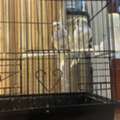 SAR 400,  Cockatiels For Sale