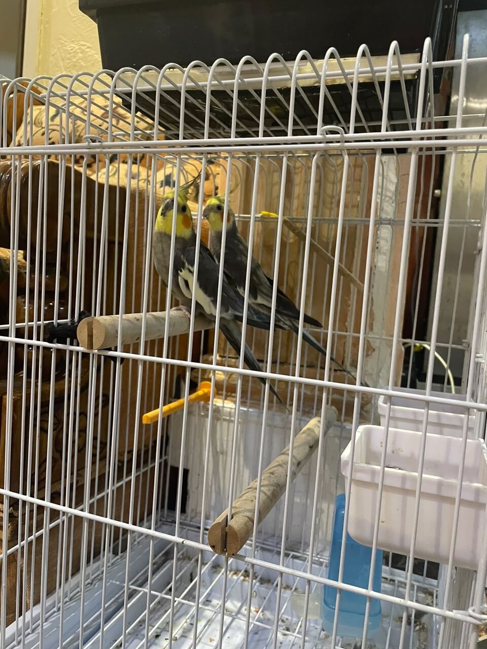 Al Rehab, Pet Supplies, SAR 400,  Cockatiels For Sale