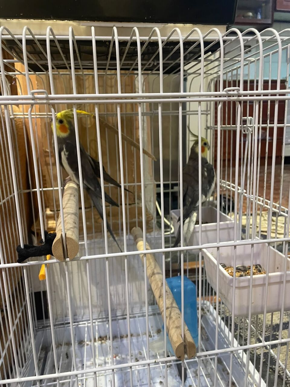 Al Rehab, Pet Supplies, SAR 400,  Cockatiels For Sale