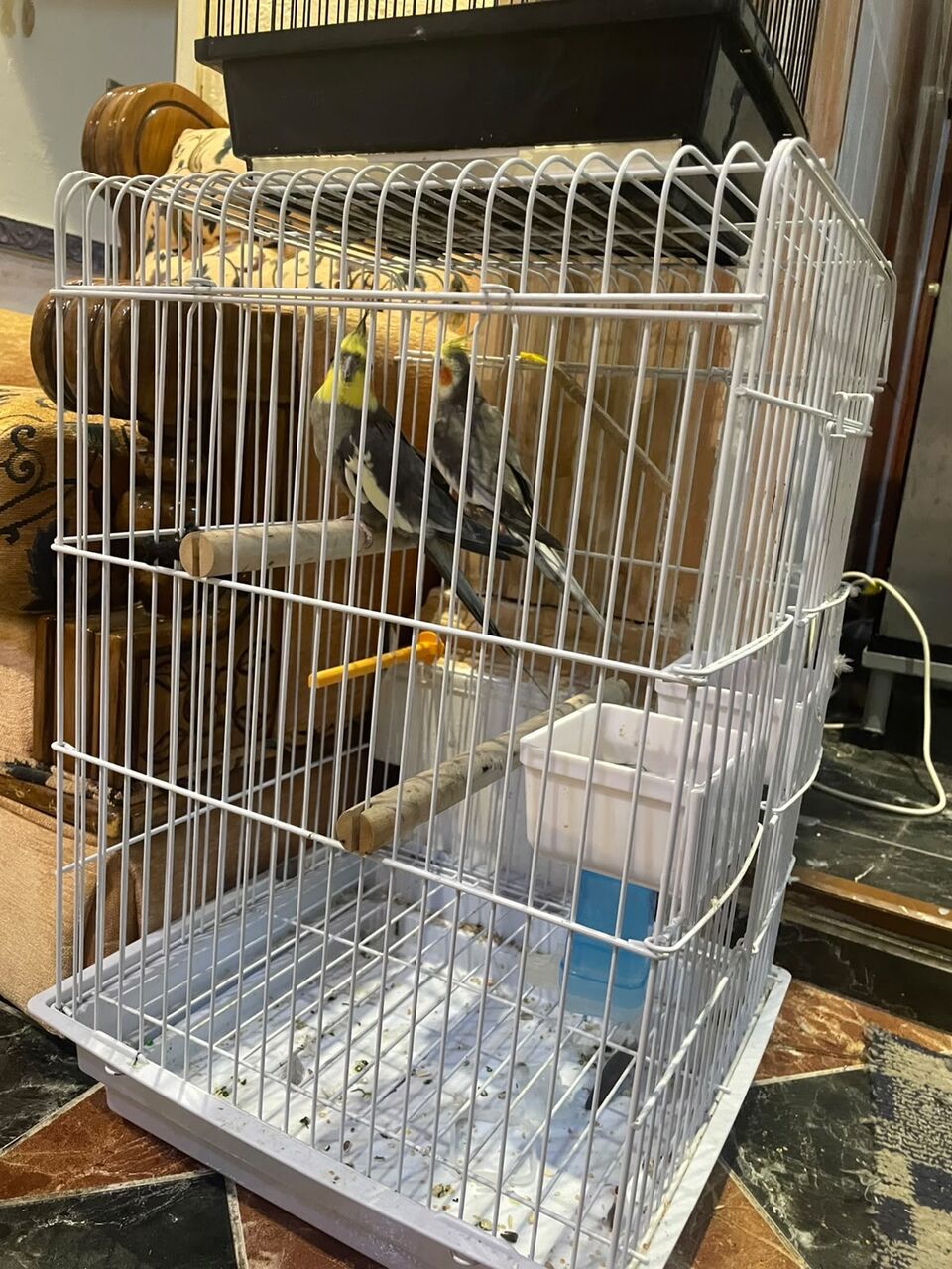 Al Rehab, Pet Supplies, SAR 400,  Cockatiels For Sale
