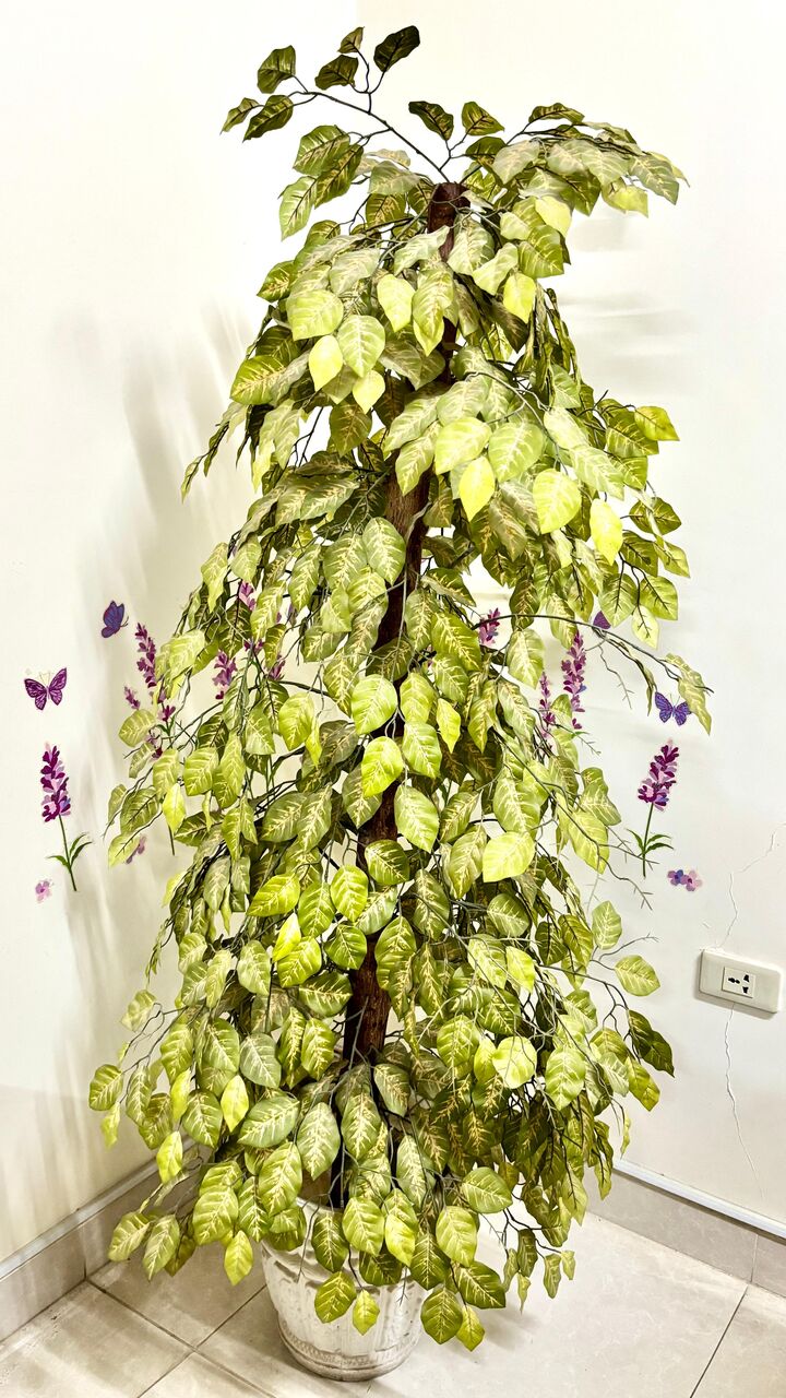 Jubail, Household Items, SAR 150,  Beautiful 5.5 Feet Artificial Ficus Indoor Tree (With Planter Pot) &ndash; Excellent Condition