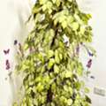 SAR 150,  Beautiful 5.5 Feet Artificial Ficus Indoor Tree (With Planter Pot) &ndash; Excellent Condition