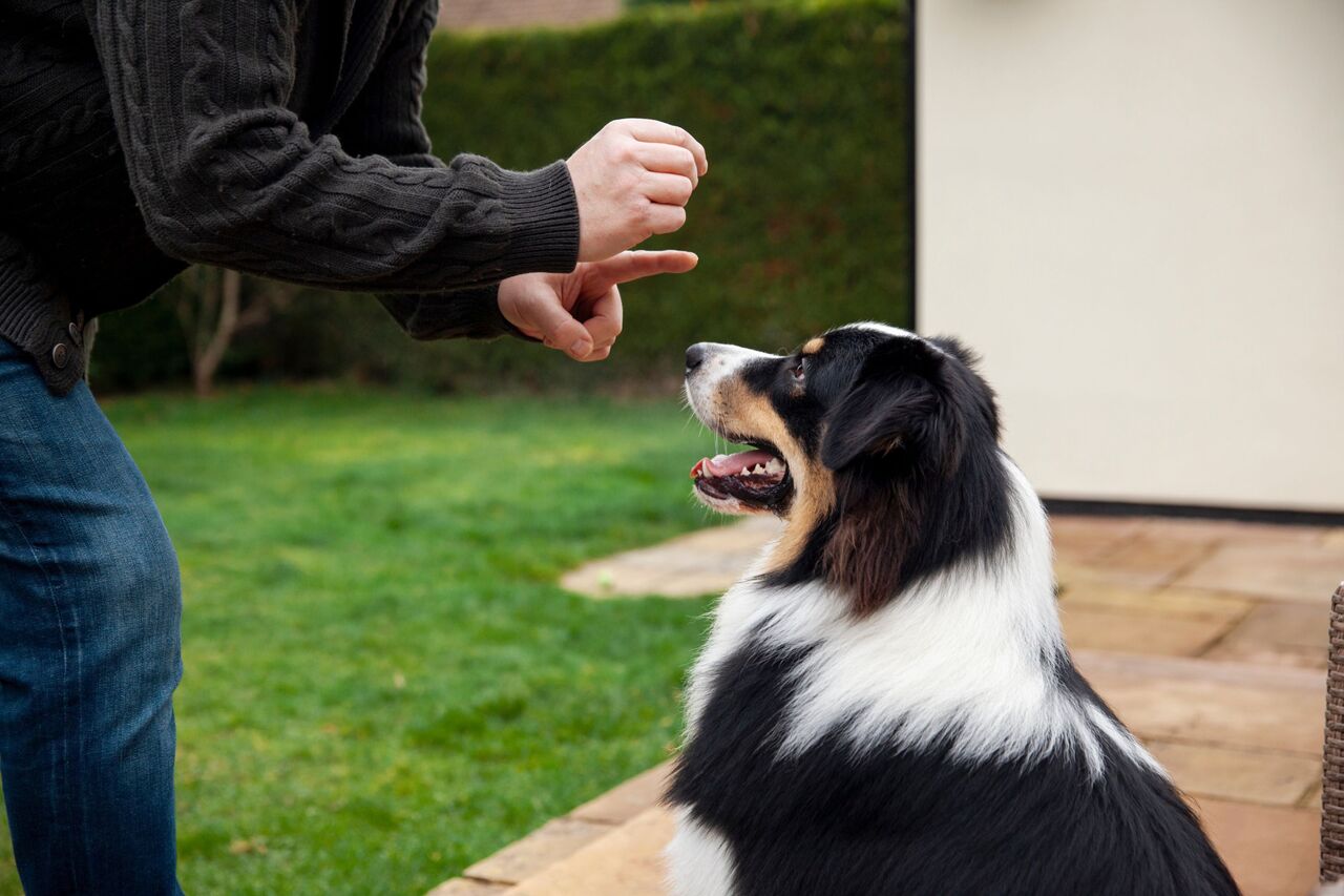 New York, Pet Supplies, USD 10000,  Family Protection Dogs For Sale | Prestige Protection Dogs