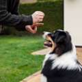 USD 10000,  Family Protection Dogs For Sale | Prestige Protection Dogs