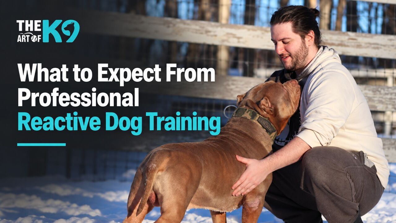 New York, Pet Sitting, Professional Reactive Dog Training