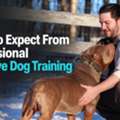 Professional Reactive Dog Training