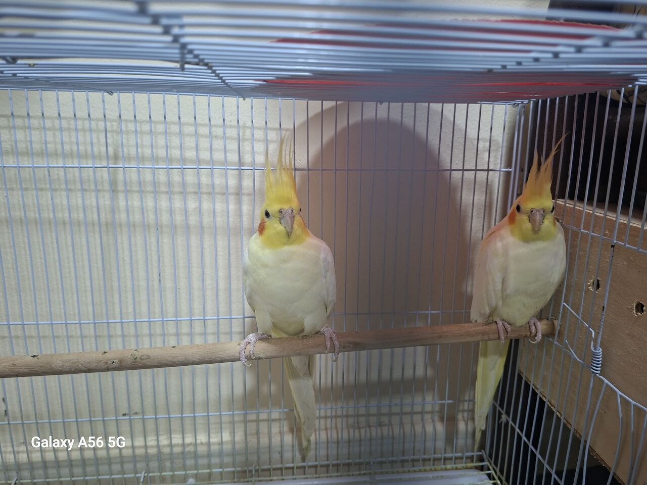 Jubail, Pet Supplies, SAR 550,  Pair Off Cocktail With Steel Cage