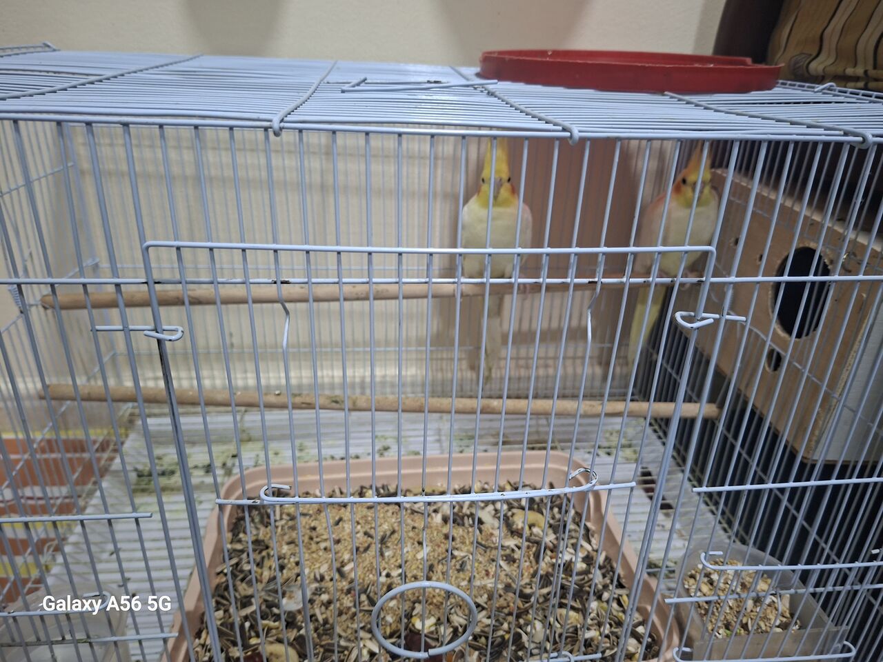 Jubail, Pet Supplies, SAR 550,  Pair Off Cocktail With Steel Cage