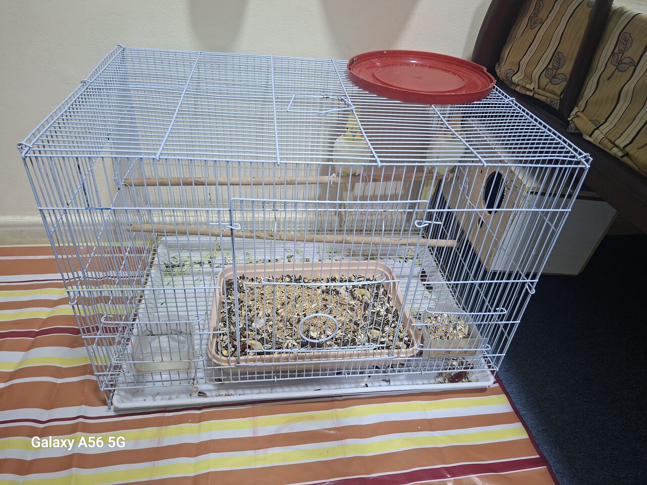 Jubail, Pet Supplies, SAR 550,  Pair Off Cocktail With Steel Cage
