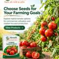 INR 730,  Hybrid Tomato Seeds Online | Shramik Krishi Kendra