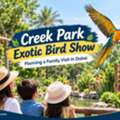 Creek Park Exotic Bird Show &ndash; Planning A Family Visit In Dubai