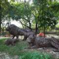 Jungle Trail Park Noida &ndash; Waste-to-Art Animal Sculptures, Adventure Rides
