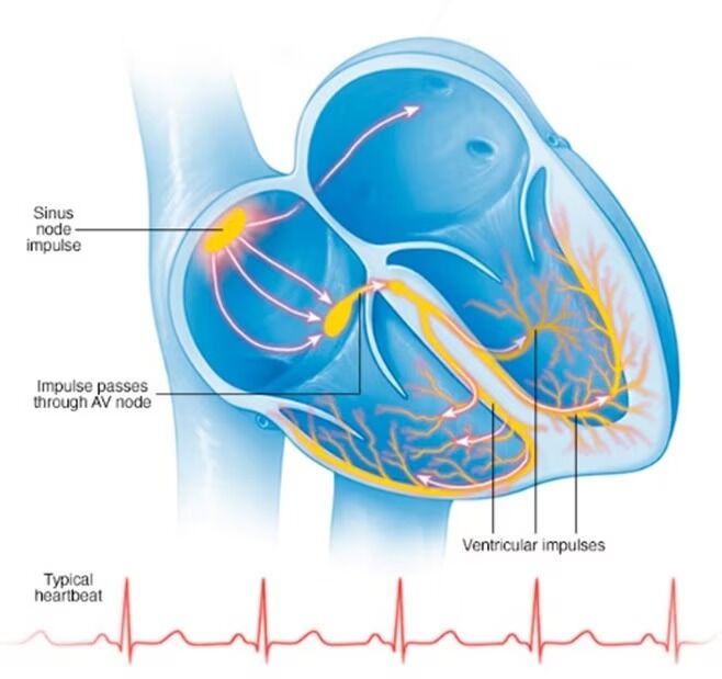 Dubai, Health, Best Premature Ventricular Contractions Treatment In UAE | TheHeart.ae