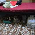 SAR 300/month,  Bed Space Available