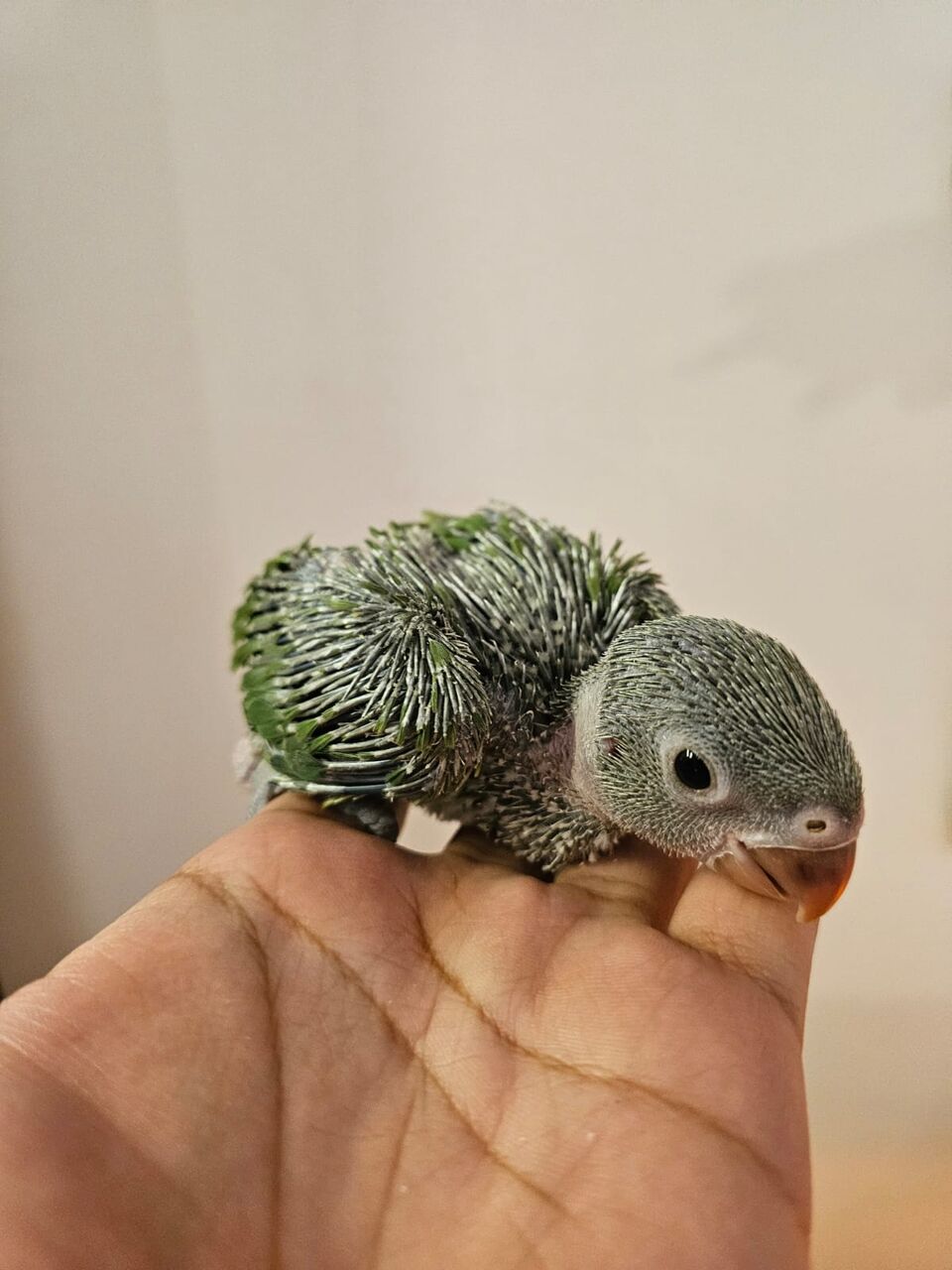 Riyadh, Pet Supplies, SAR 600,  Baby Indian Green Ringneck Parrot For Sale