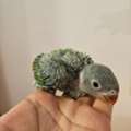 SAR 600,  Baby Indian Green Ringneck Parrot For Sale