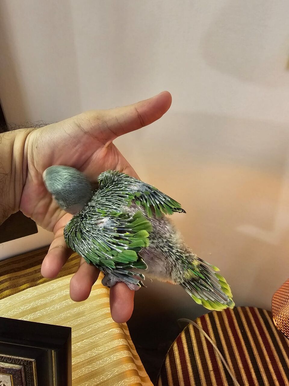 Riyadh, Pet Supplies, SAR 600,  Baby Indian Green Ringneck Parrot For Sale