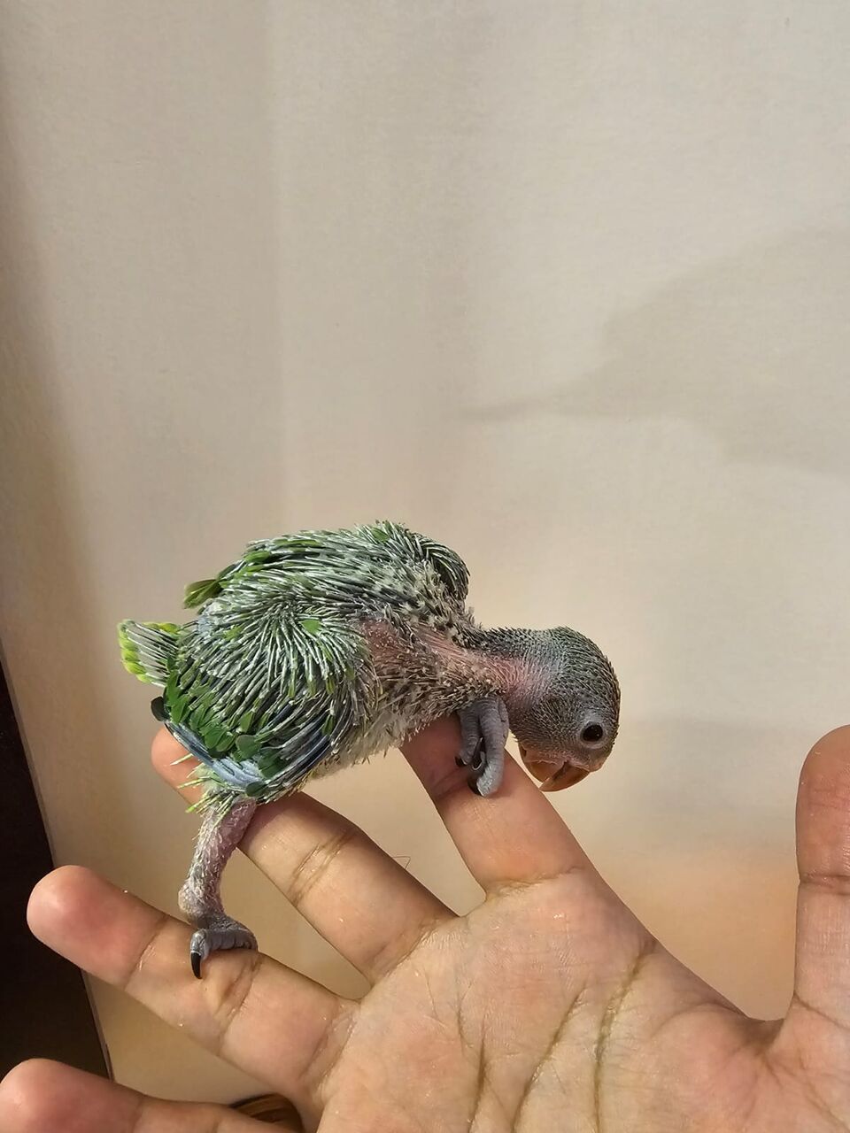 Riyadh, Pet Supplies, SAR 600,  Baby Indian Green Ringneck Parrot For Sale