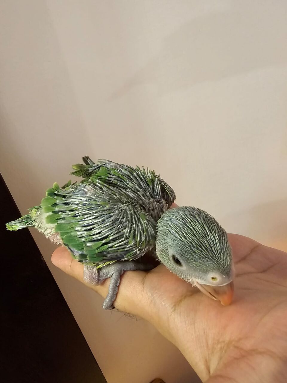 Riyadh, Pet Supplies, SAR 600,  Baby Indian Green Ringneck Parrot For Sale