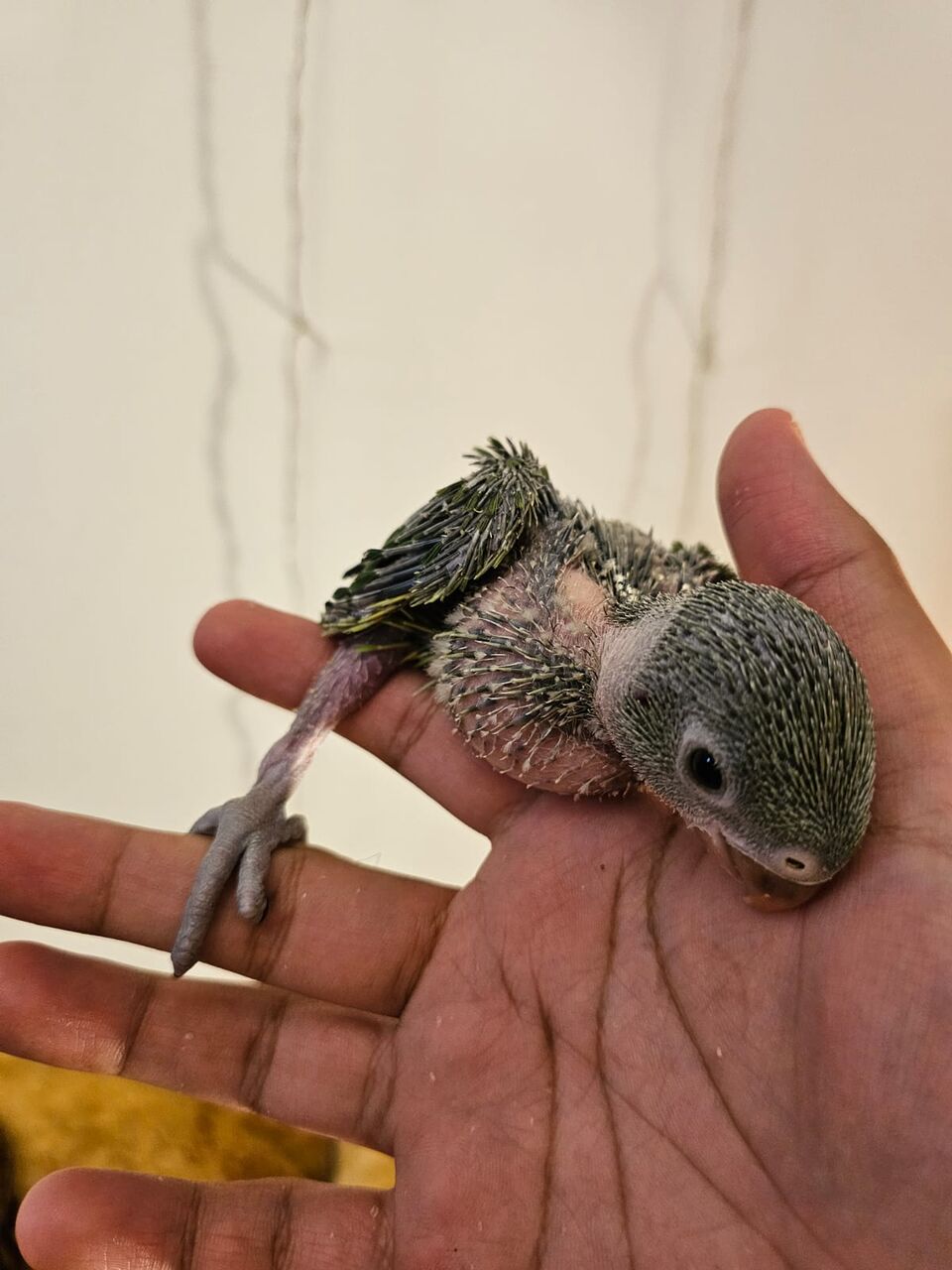 Riyadh, Pet Supplies, SAR 600,  Baby Indian Green Ringneck Parrot For Sale