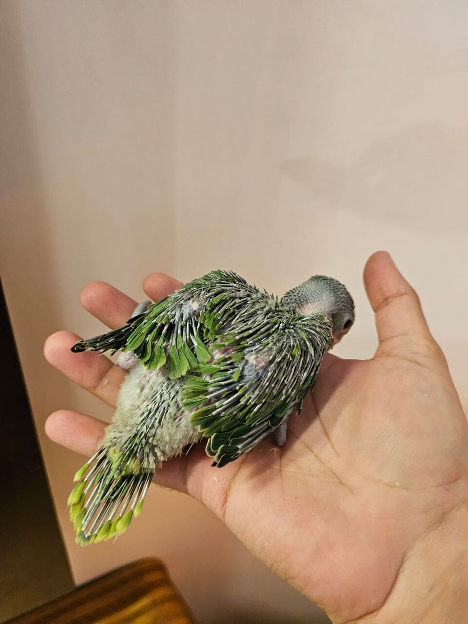 Riyadh, Pet Supplies, SAR 600,  Baby Indian Green Ringneck Parrot For Sale