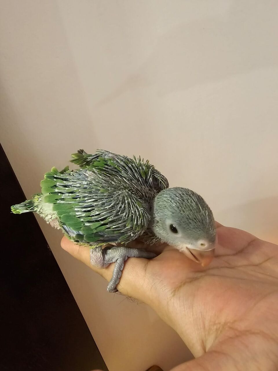 Riyadh, Pet Supplies, SAR 600,  Baby Indian Green Ringneck Parrot For Sale